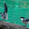 尻尾が自慢なの