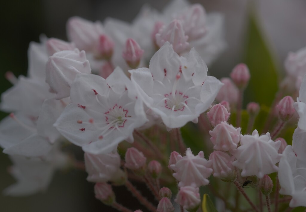 花に癒されて✿°˖✧・・・③