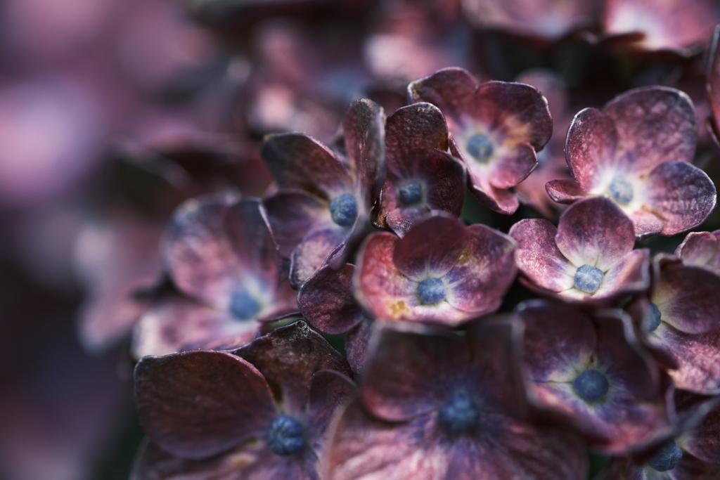 青玉という名の紫陽花