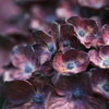 青玉という名の紫陽花