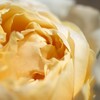 クリームみたいな薔薇