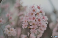 ふんわり　桜