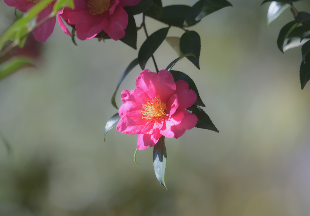 山茶花の季節