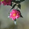 山茶花の季節