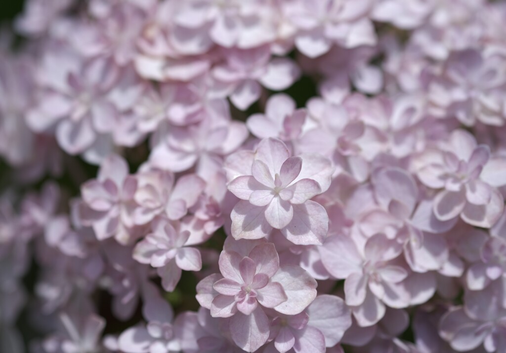 まるで桜みたいな紫陽花