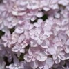 まるで桜みたいな紫陽花