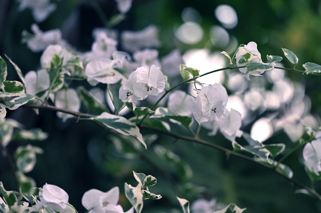 温室にて…*:･ﾟ✧