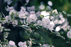 温室にて…*:･ﾟ✧