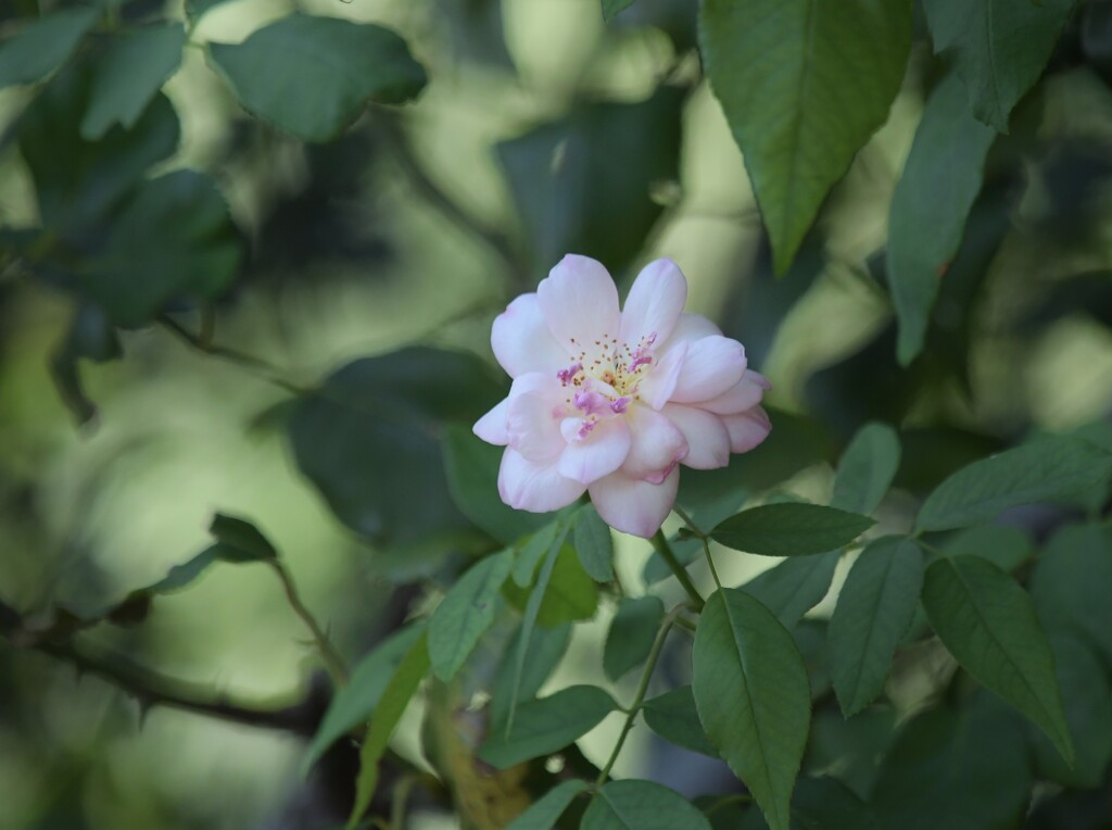 一輪の薔薇