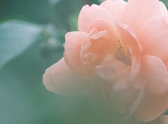 木陰の薔薇