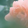 木陰の薔薇