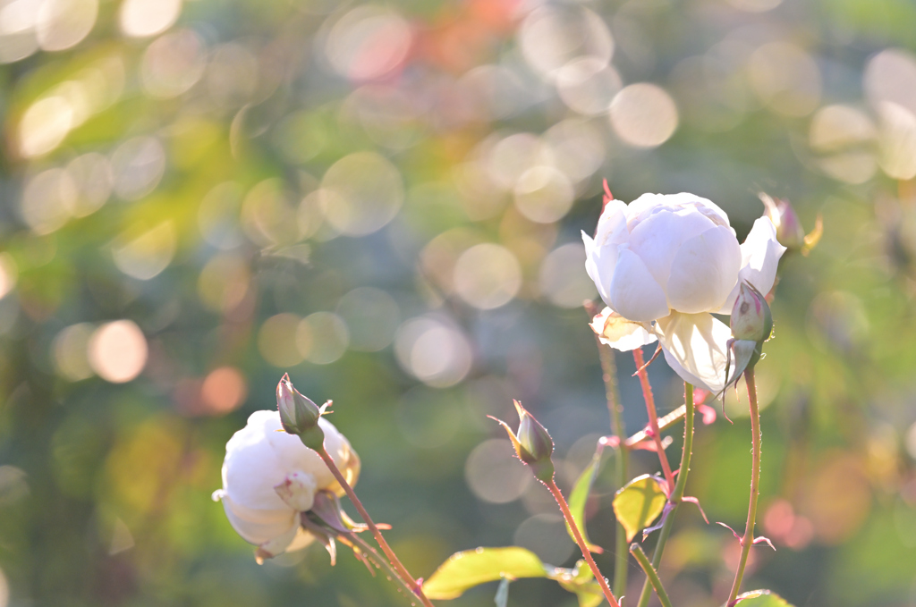 お花も夢をみるのかしら…
