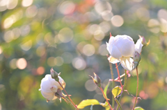 お花も夢をみるのかしら…