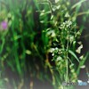 ぺんぺん草