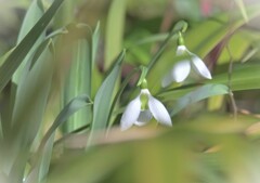 春を呼ぶ花