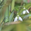 春を呼ぶ花