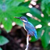 休憩中のカワセミさん