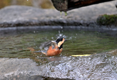 もはや水鳥？