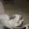 だらり～ん