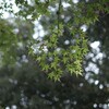 新緑の季節