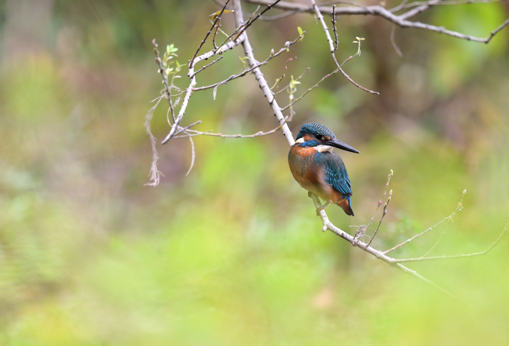 秋の青い鳥*:･ﾟ✧②