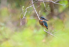 秋の青い鳥*:･ﾟ✧②