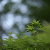 新緑の季節のもみじ