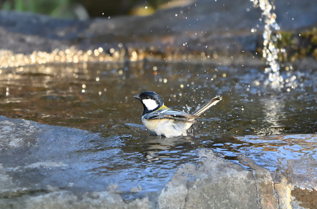 人気の水飲み場で　②