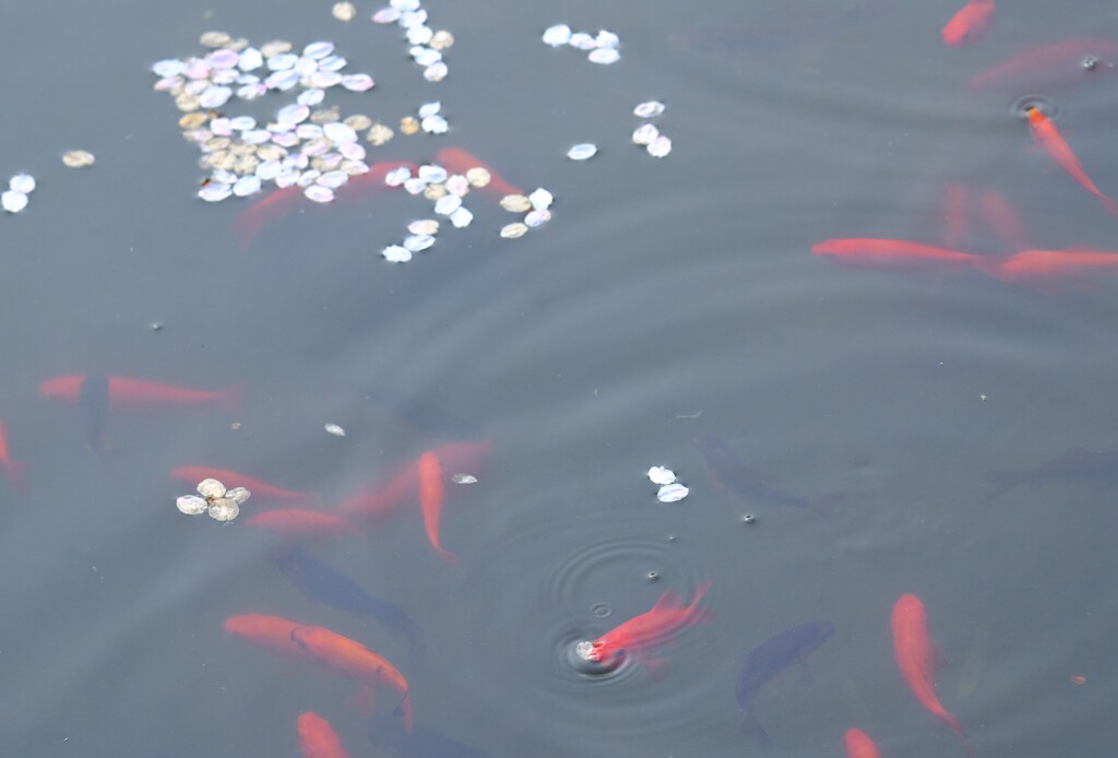 金魚さんの花見