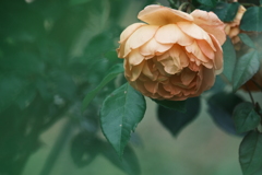 ふっくらと咲いた薔薇