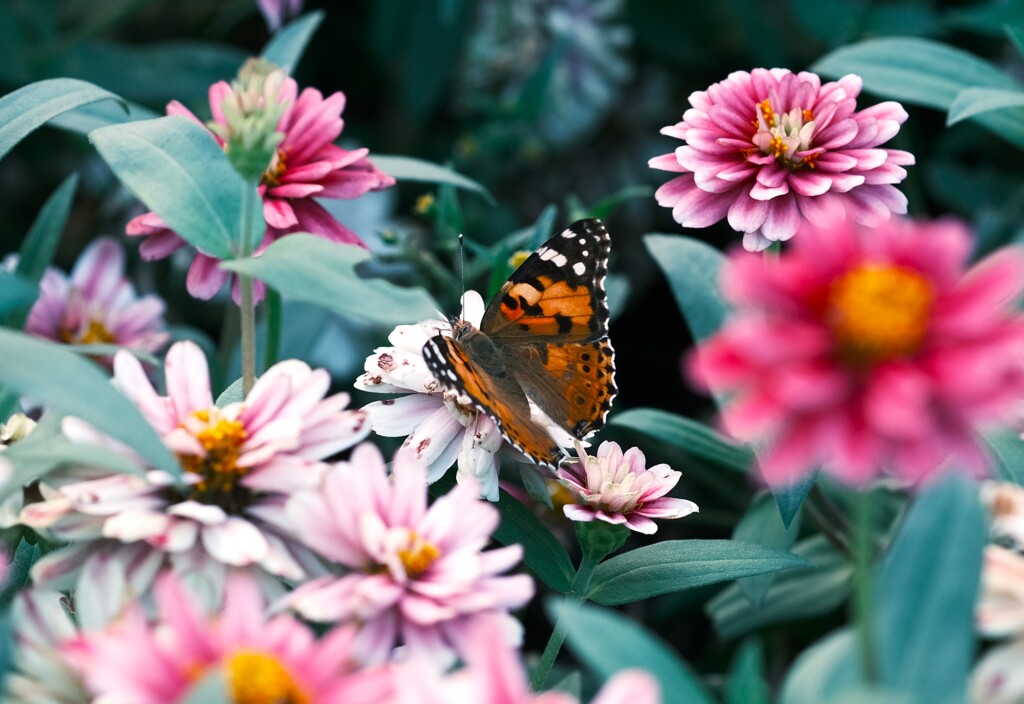 花畑の蝶