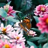 花畑の蝶