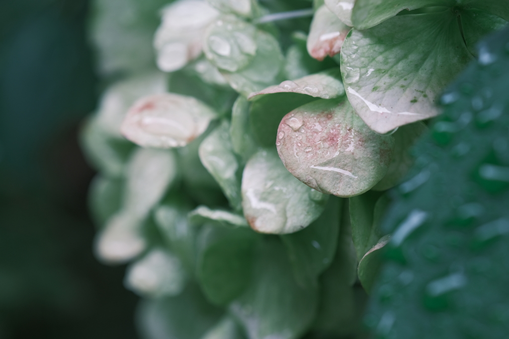 雨に喜ぶ紫陽花