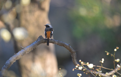 ジョビオ君の梅花見