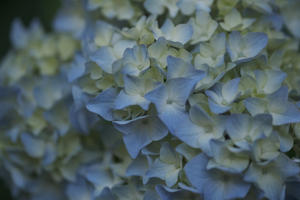 紫陽花1