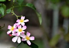 清く正しく、逞しく