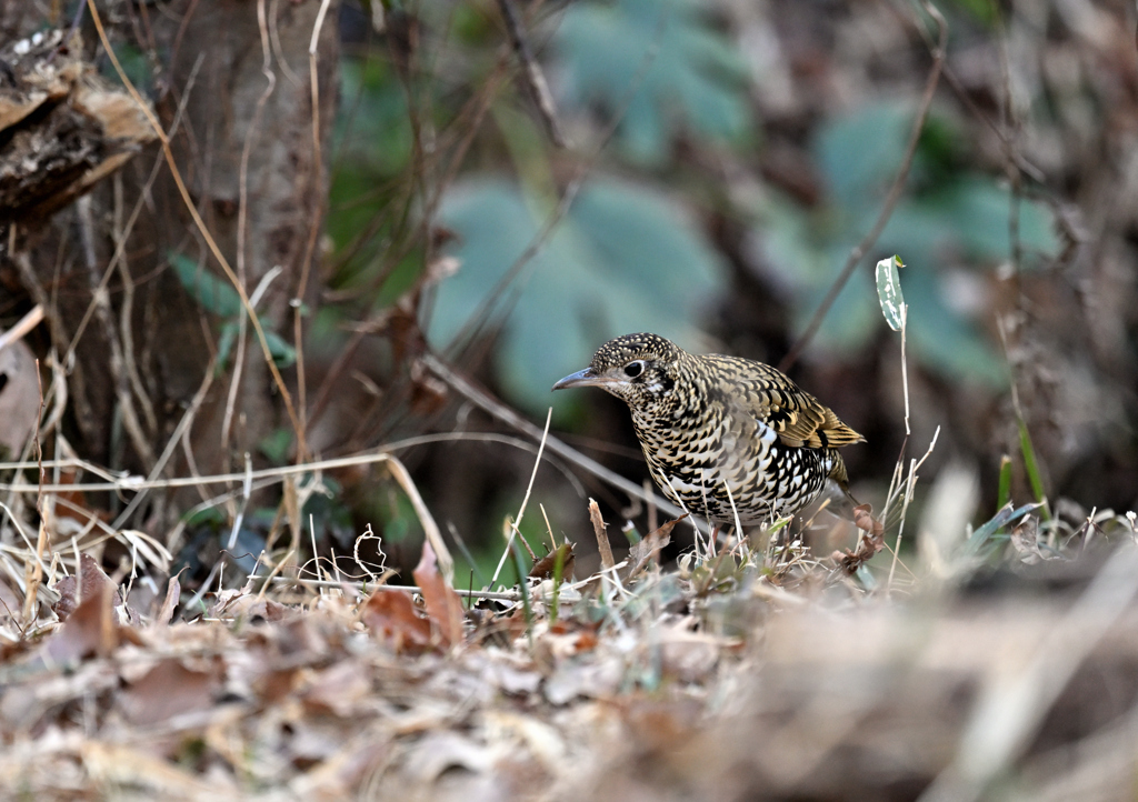強気なトラちゃん