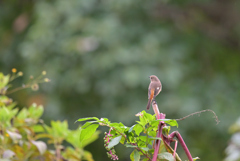 秋のジョビ祭り　①