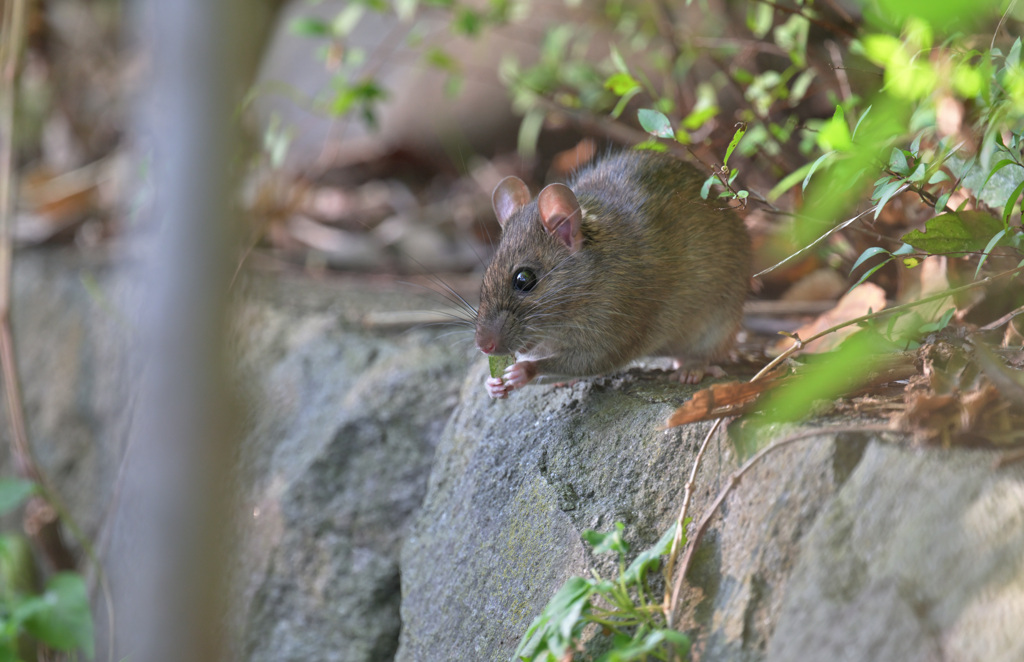 秋の公園で