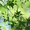 夏のもみじ
