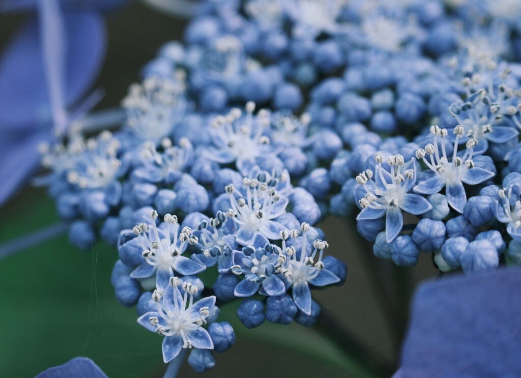 ティアラみたい