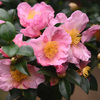 山茶花