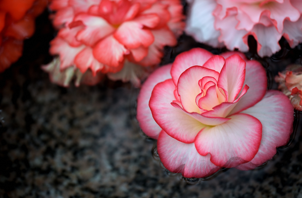 お花のプール