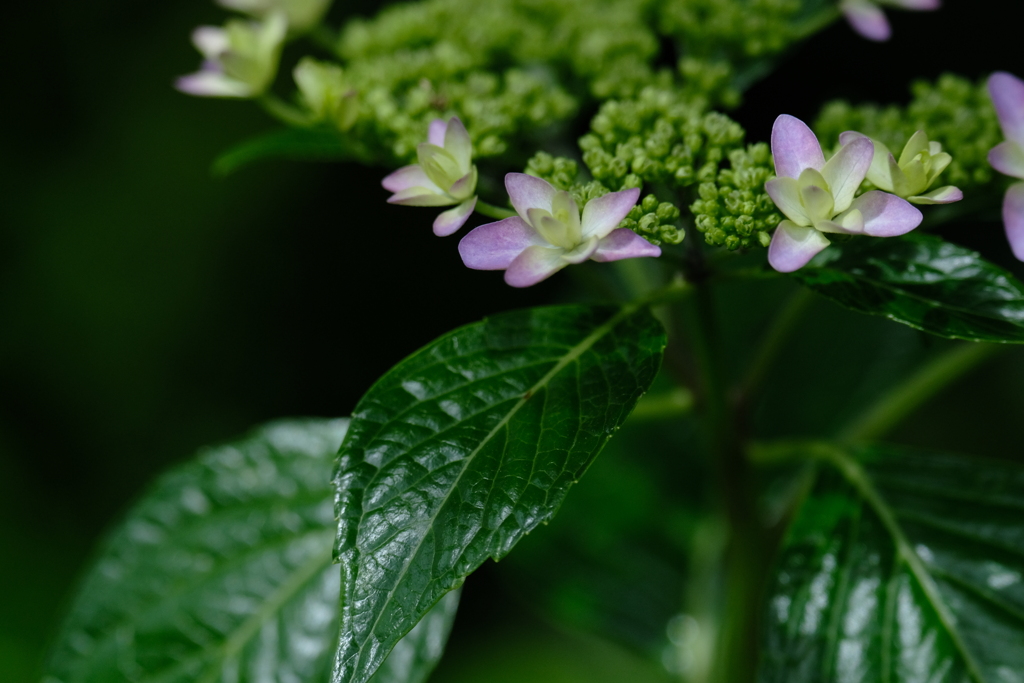 紫陽花4