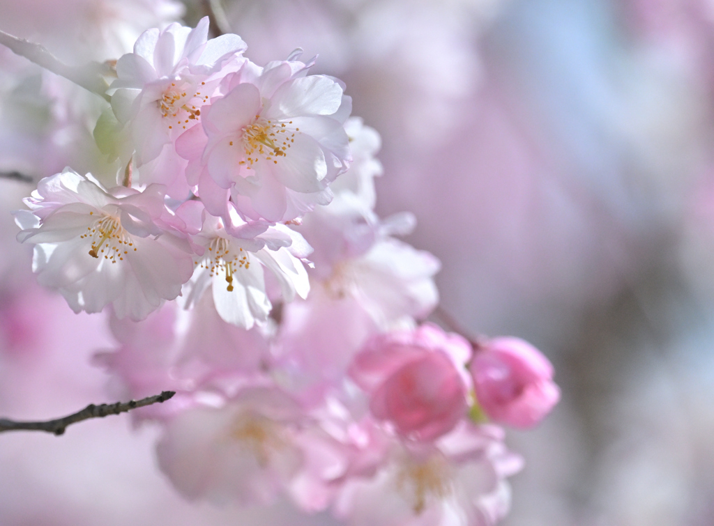 さくら✿さくら