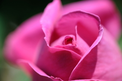 濃厚なピンクの薔薇