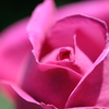 濃厚なピンクの薔薇