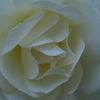 白い薔薇