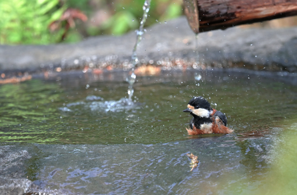 水鳥？　ヤマちゃん
