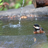 水鳥？　ヤマちゃん